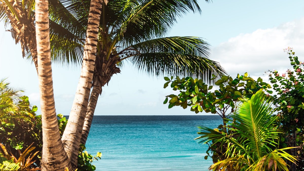 Coconut tree on a beach in the Riviera Maya