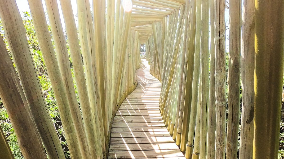Wooden jungle pathway near a cenote in the Riviera Maya