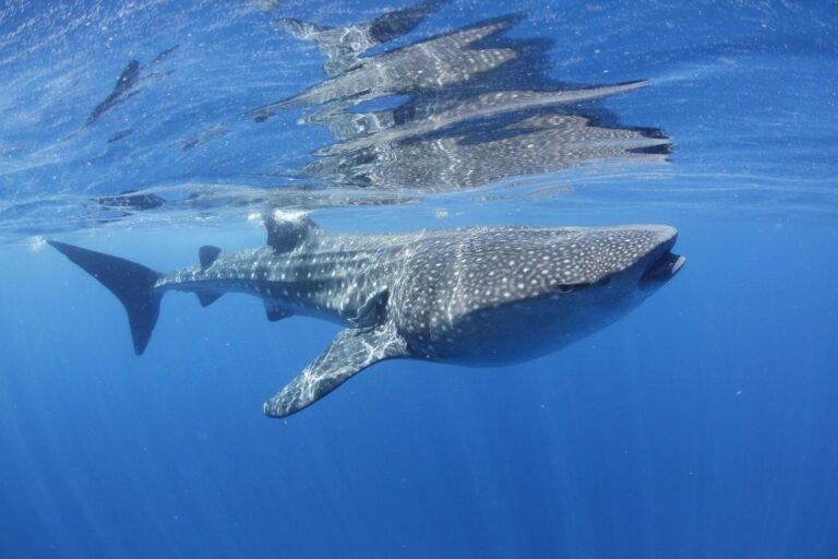 Whale shark swimming near Isla Mujeres, Quintana Roo, Mexico