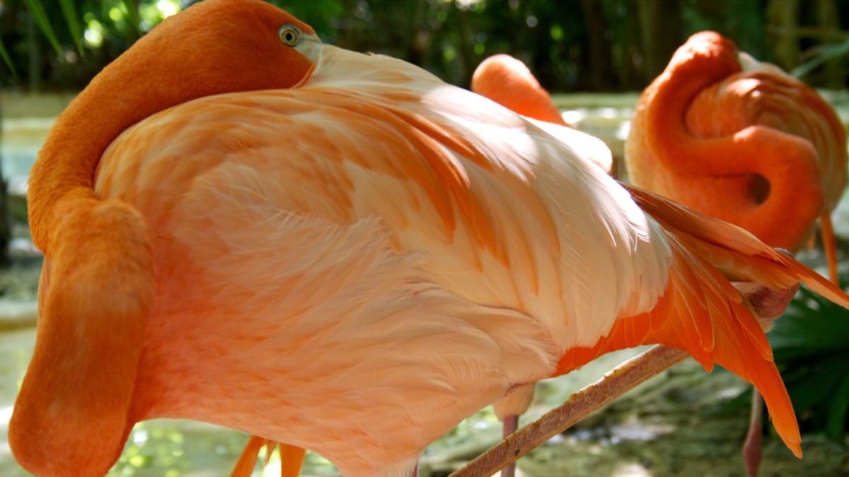 Flamencos reales en el parque Xcaret, Riviera Maya, México