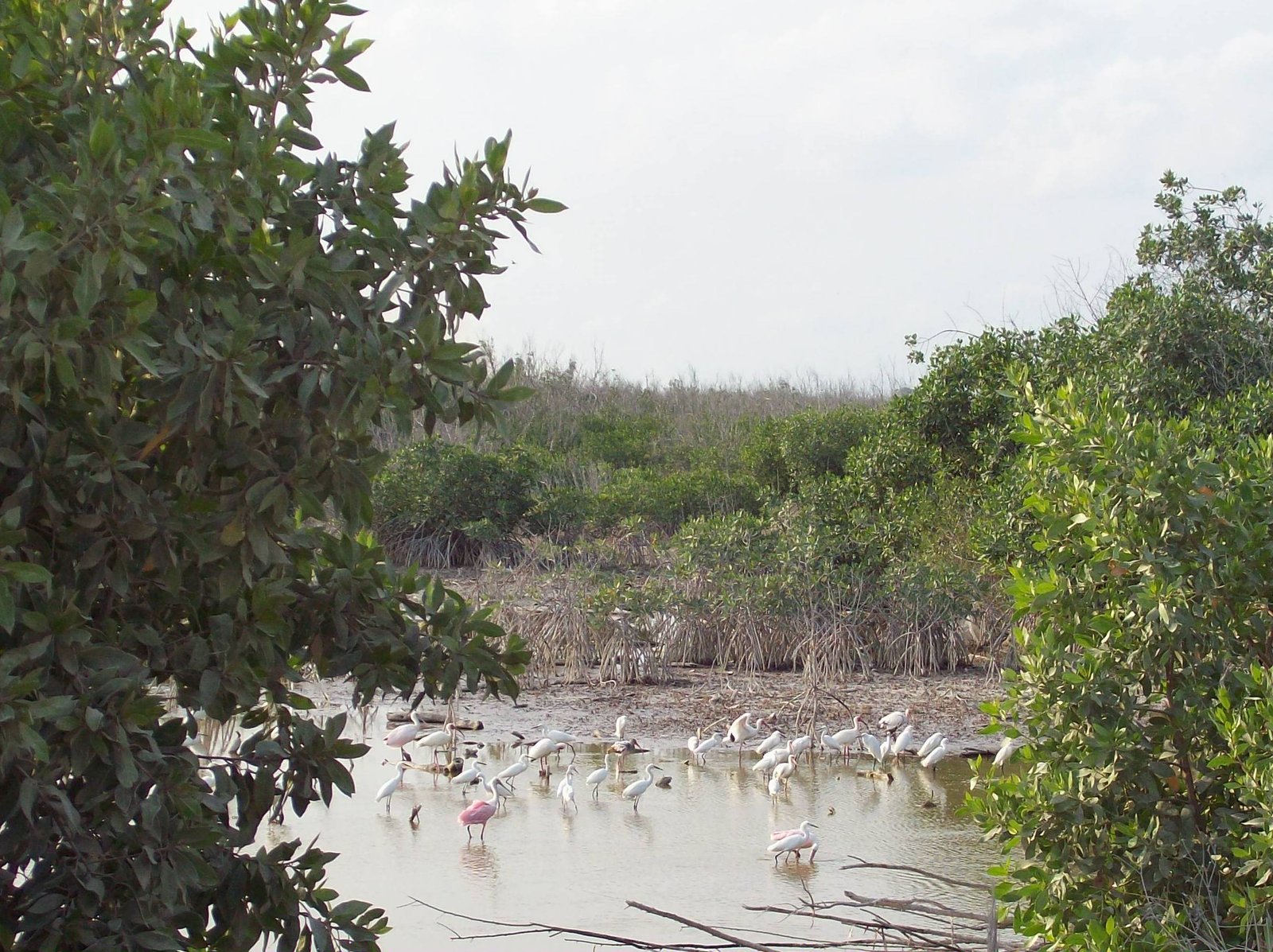 Mangrove landscape near Puerto Morelos