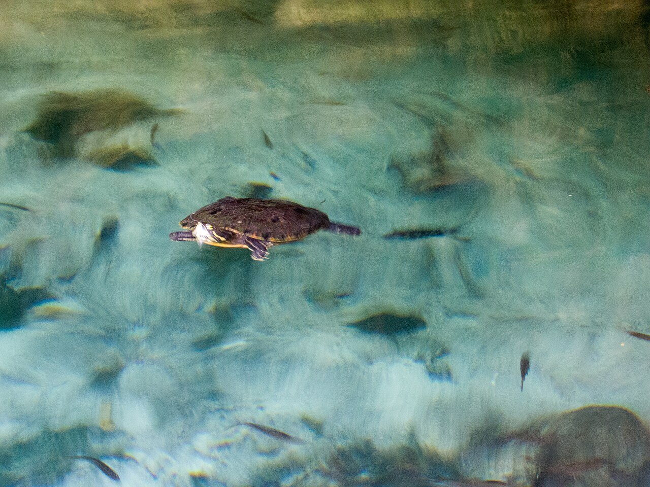 Gran Cenote cerca de Tulum, agua transparente para esnórquel, Quintana Roo, México