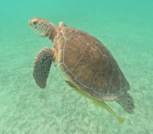 Wild green sea turtle feeding on seagrass near shore in Akumal, Mexico