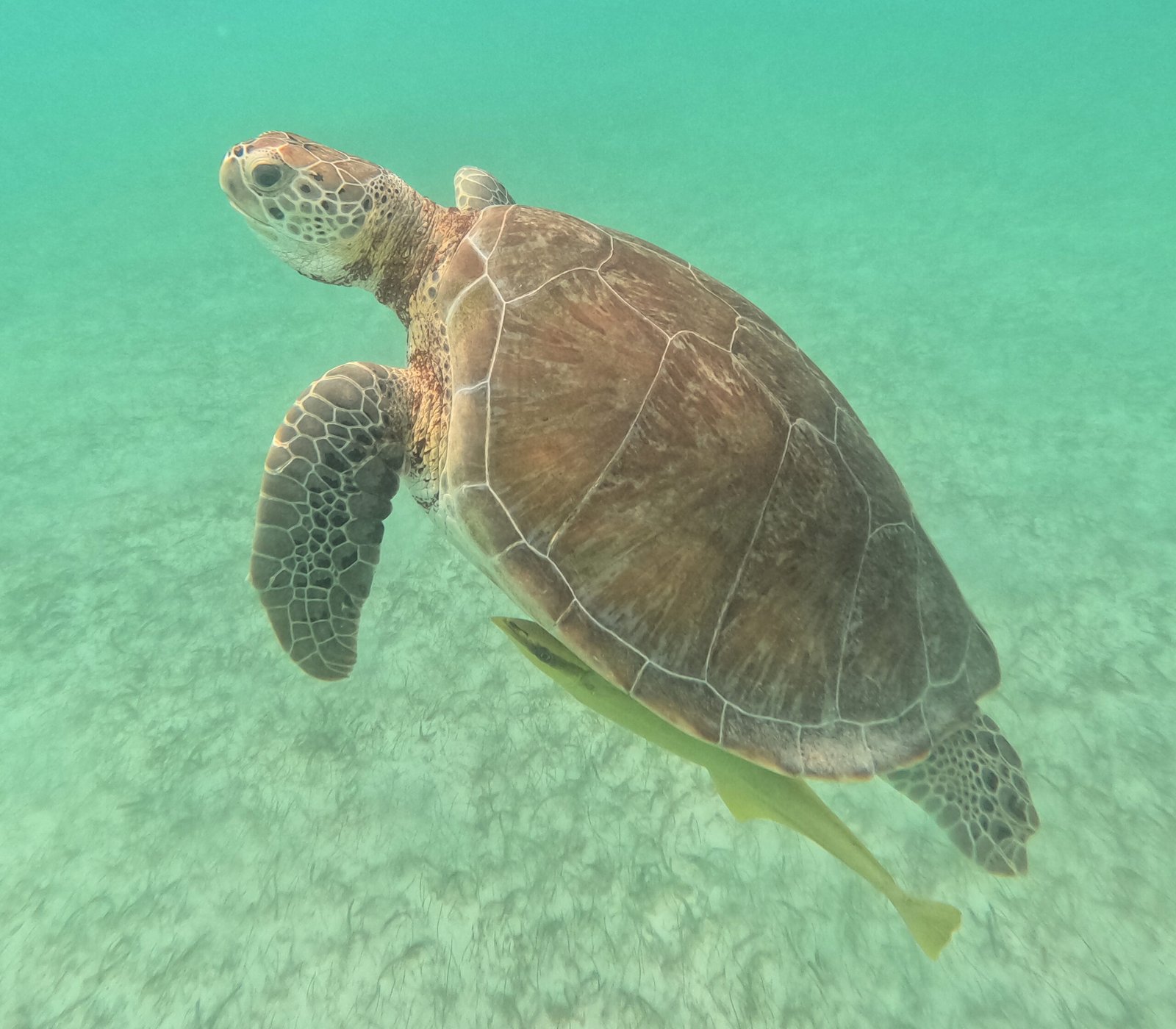 Snorkeling with Sea Turtles in Akumal: Best Time & How to Get There from Cancún (2026)