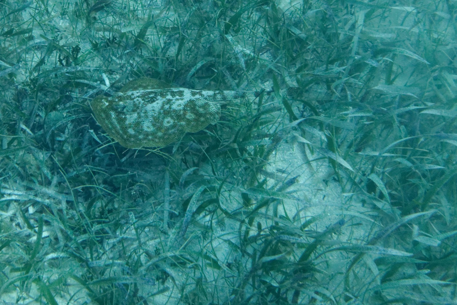 Natural coastal scenery near Puerto Morelos in the early morning