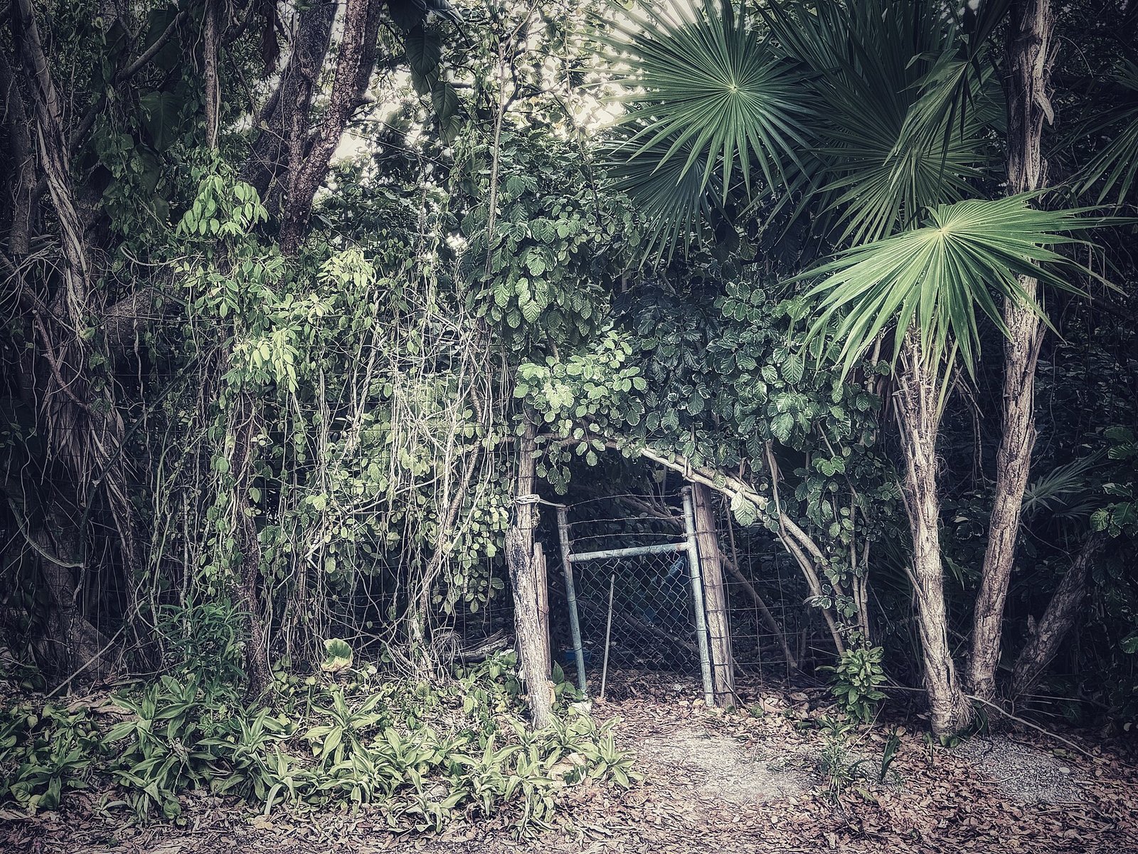 Dense green jungle vegetation near Puerto Morelos, Quintana Roo, Mexico