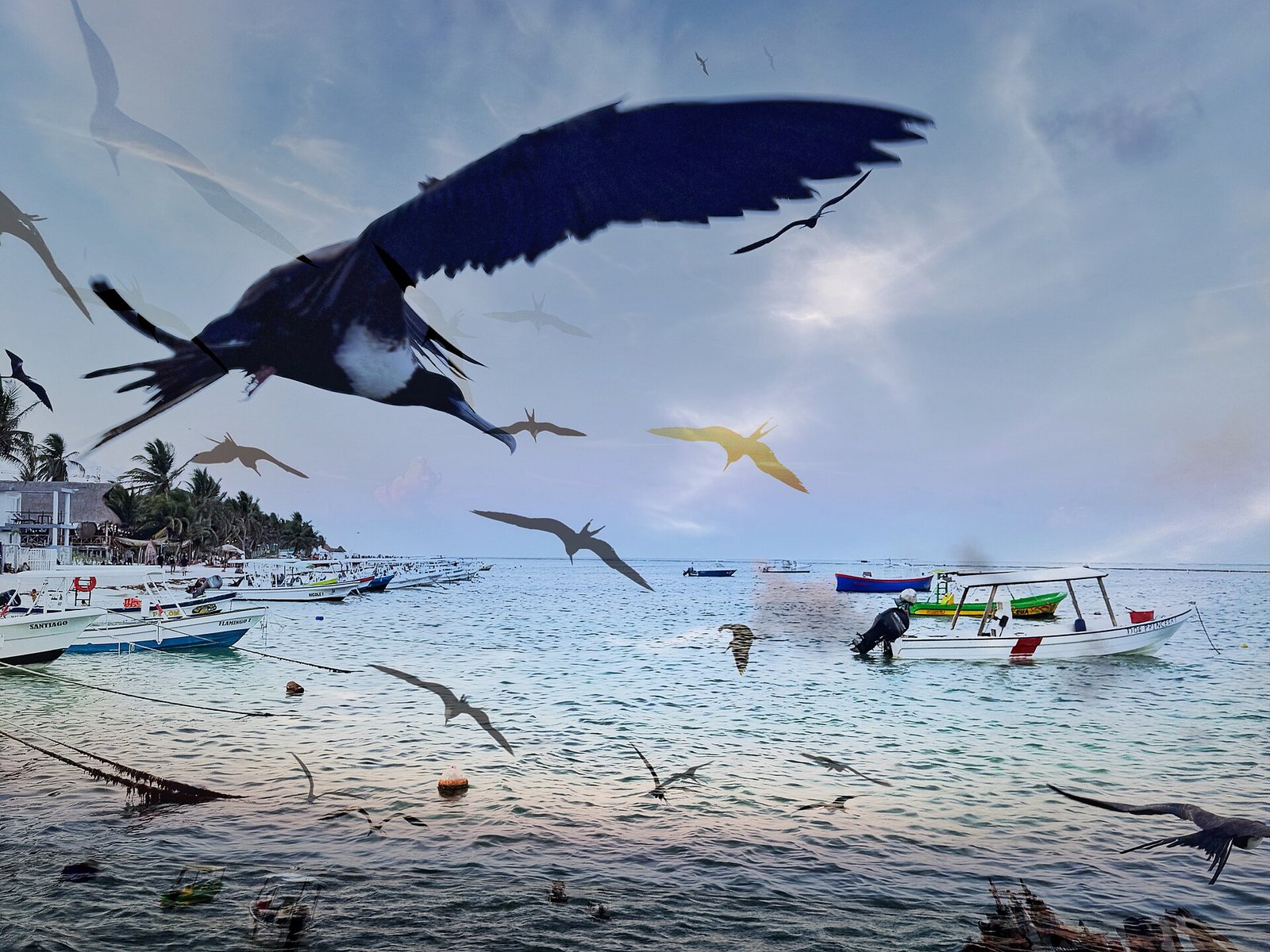 Frigatebirds flying over fishing boats under an overcast sky in Puerto Morelos, Quintana Roo