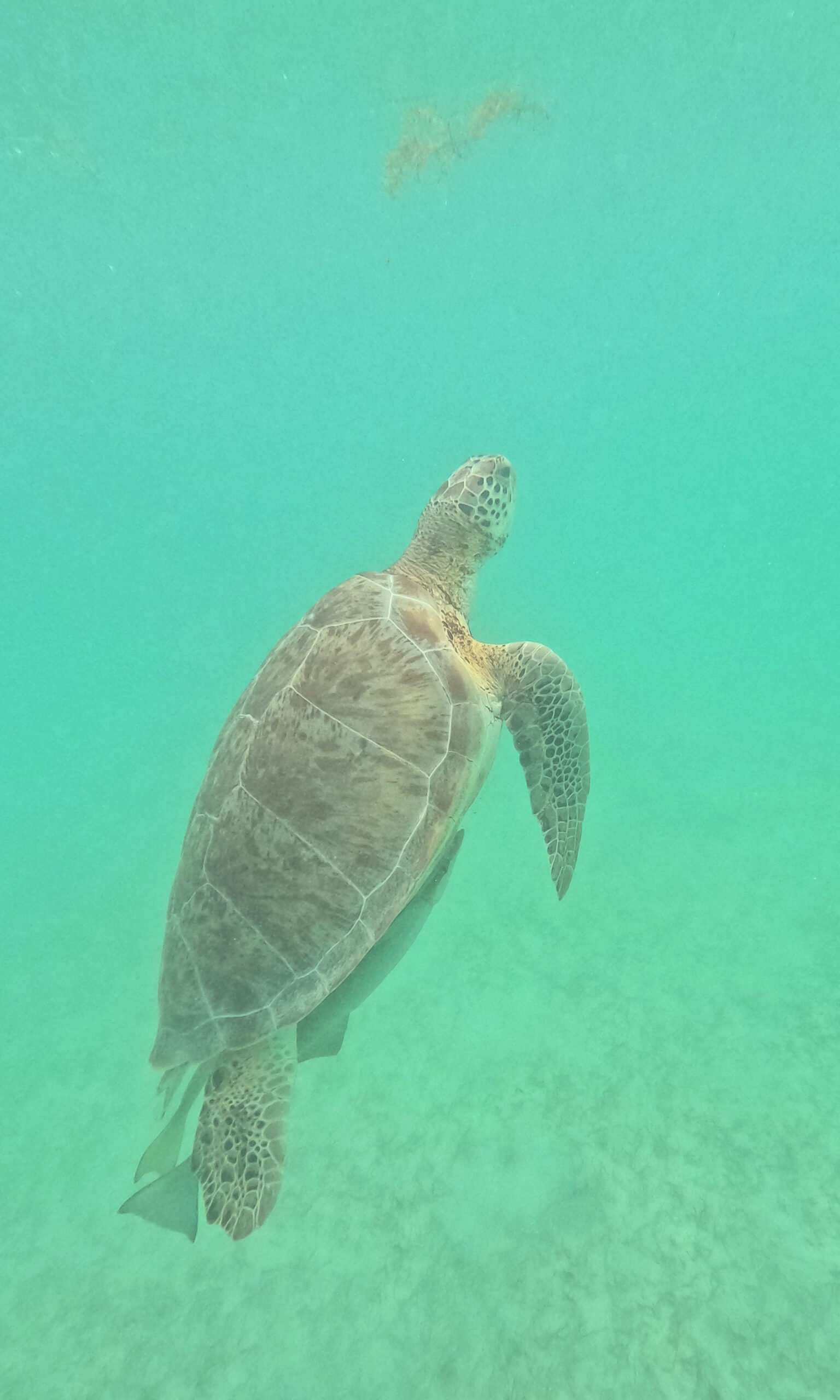 Green sea turtle rising to the surface for air in the shallow waters of Akumal