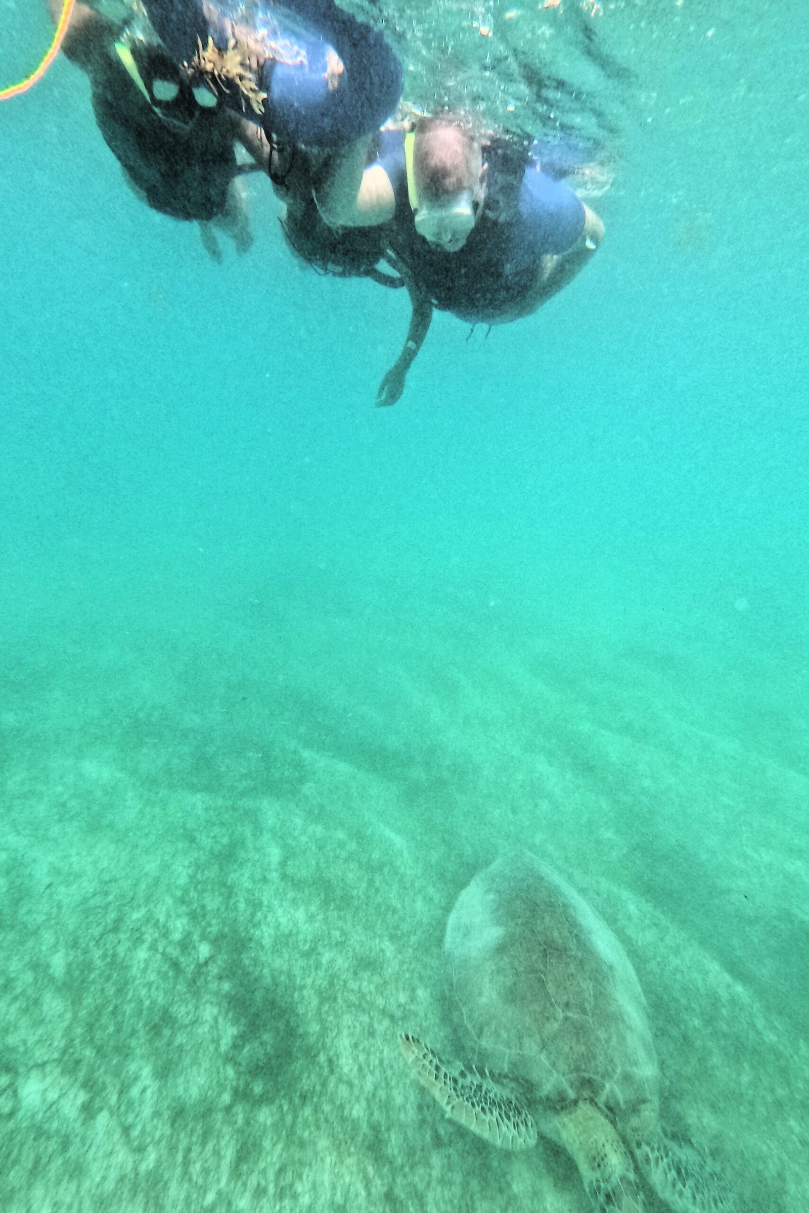Snorkelers watching a sea turtle at a respectful distance in Akumal Bay