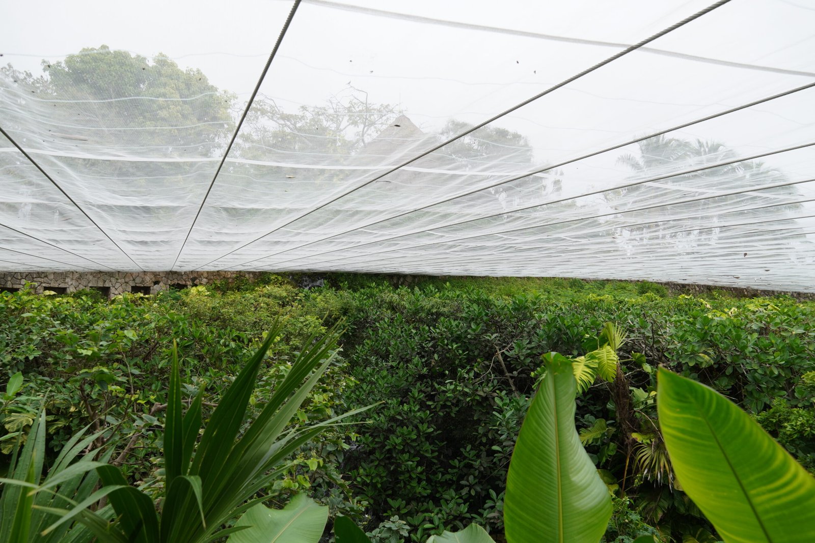 Butterfly Pavilion enclosure at Xcaret Park, Riviera Maya, Mexico