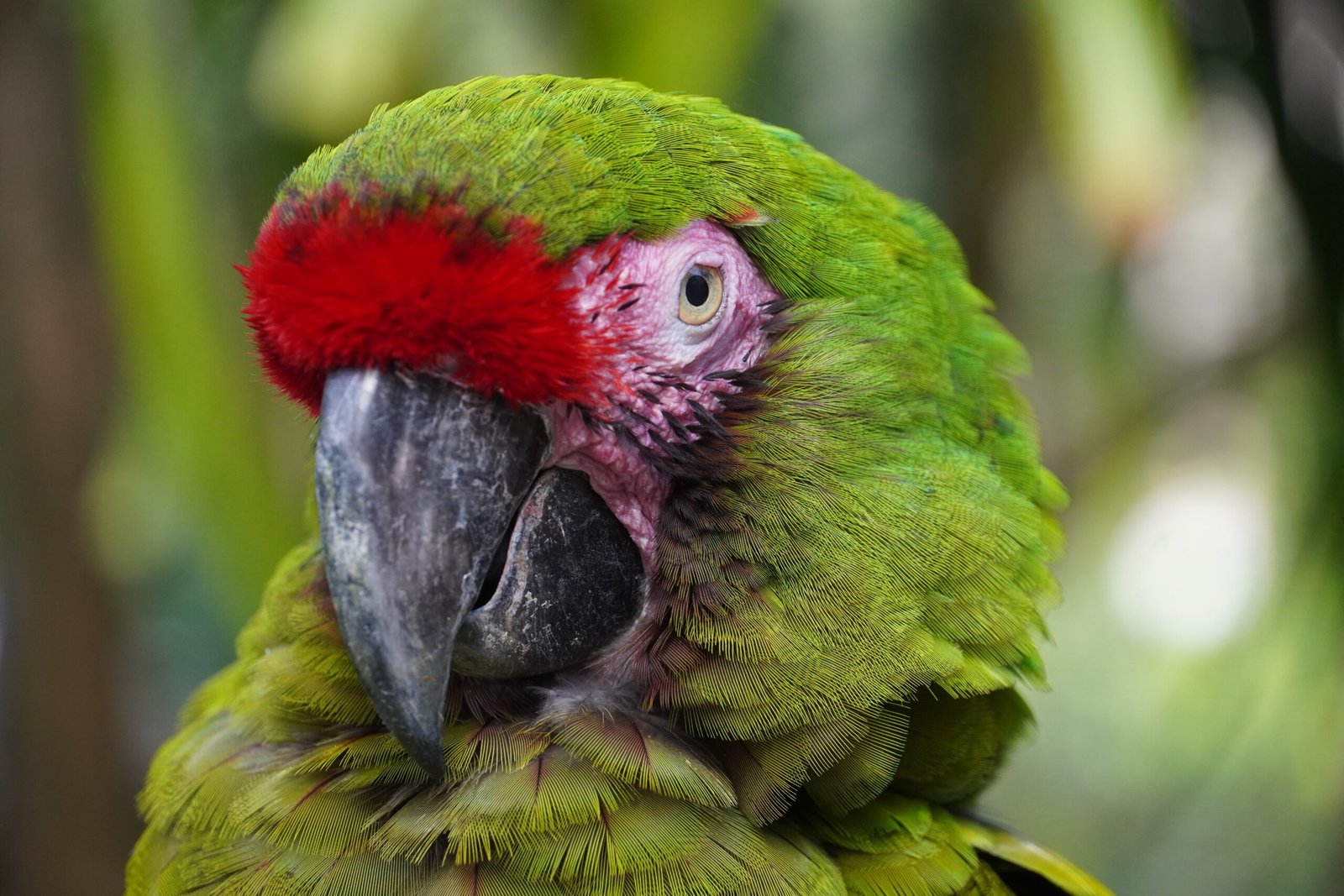 Close-up of a Great Green Macaw at Xcaret Park, Quintana Roo, Mexico