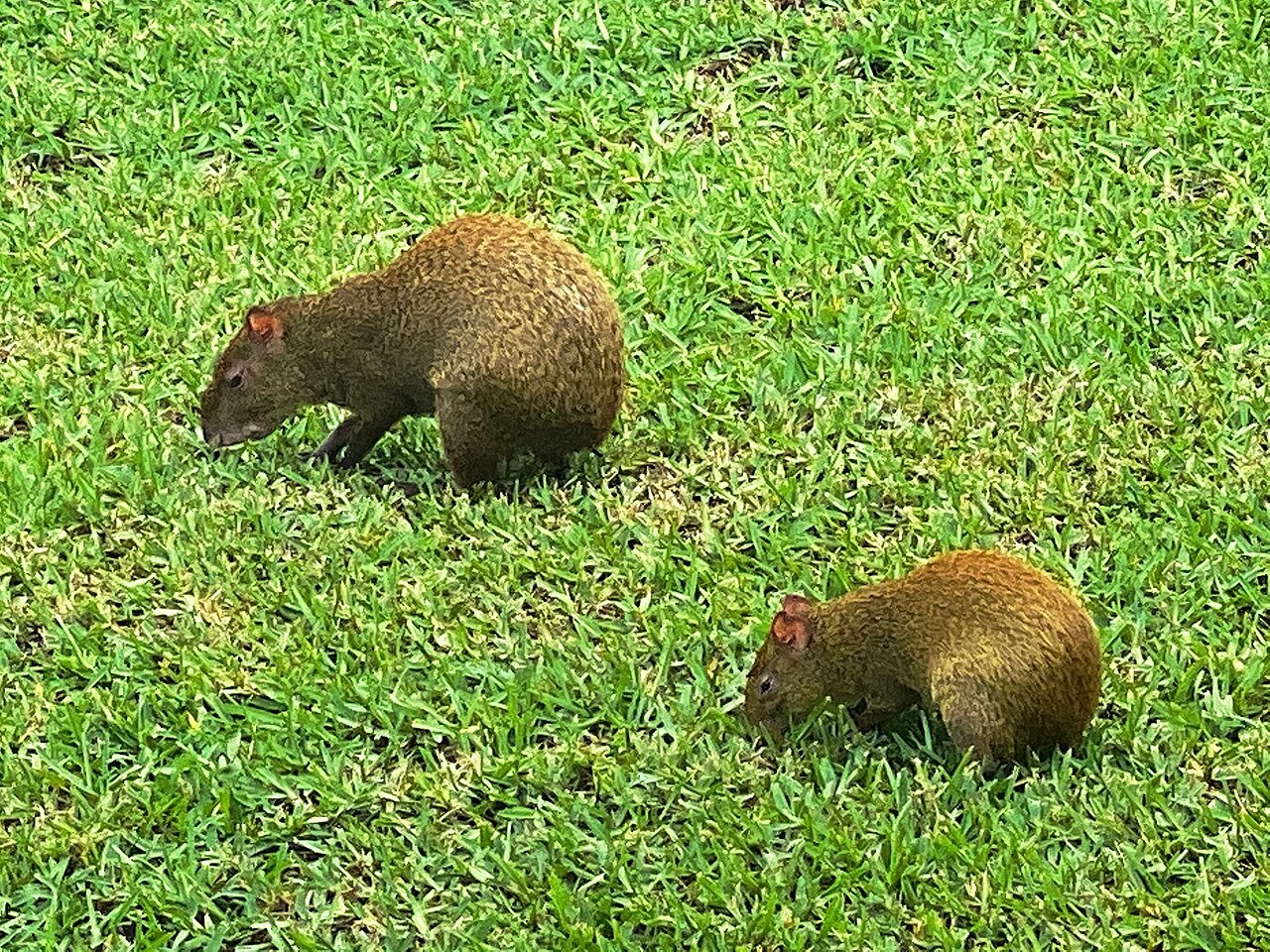 Two Central American agoutis feeding on a lawn in Akumal, Quintana Roo, Mexico