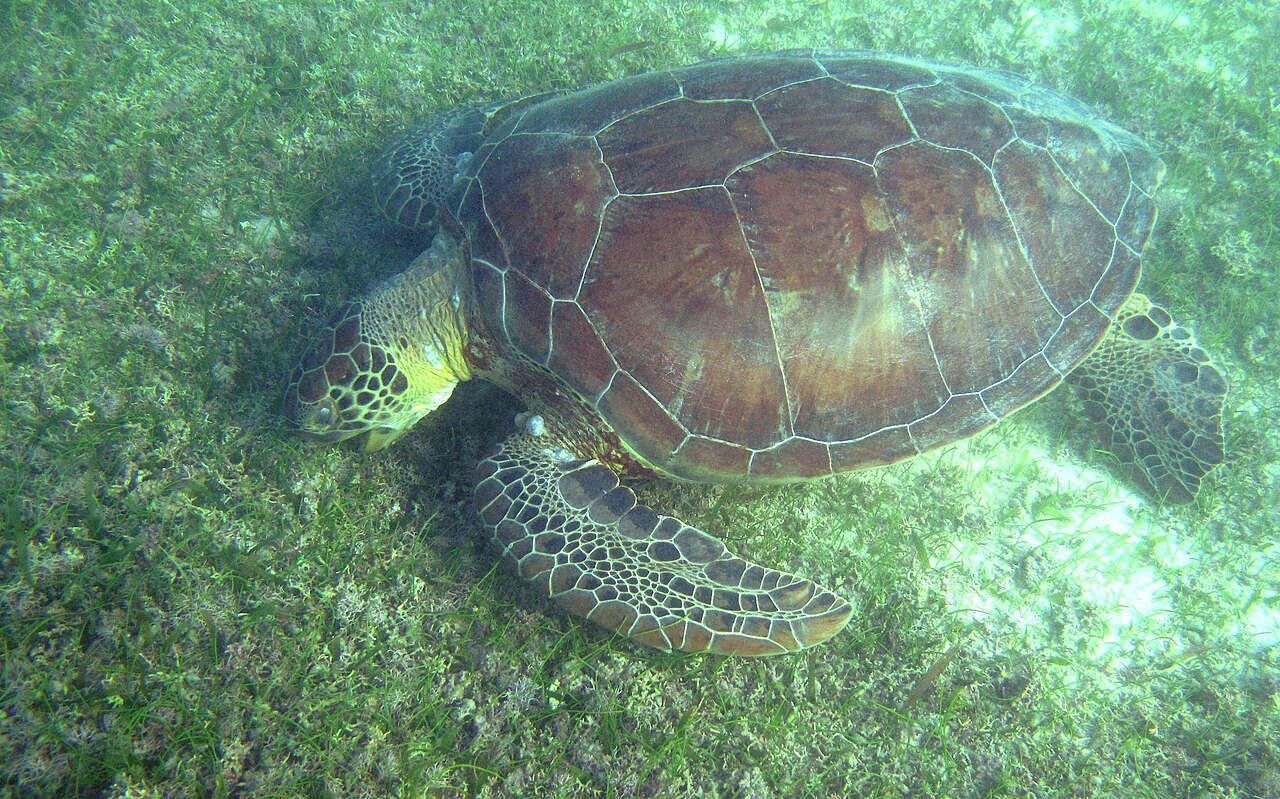 Green sea turtle grazing on seagrass in shallow water at Turtle Beach, Akumal, Quintana Roo
