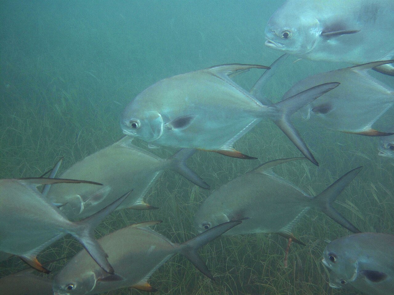 School of silver permit fish swimming over seagrass at Turtle Beach, Akumal, Quintana Roo