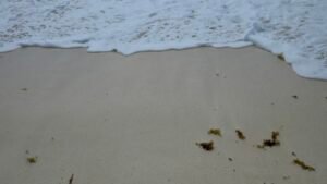 Wave breaking on a sandy beach in Cancún, Quintana Roo