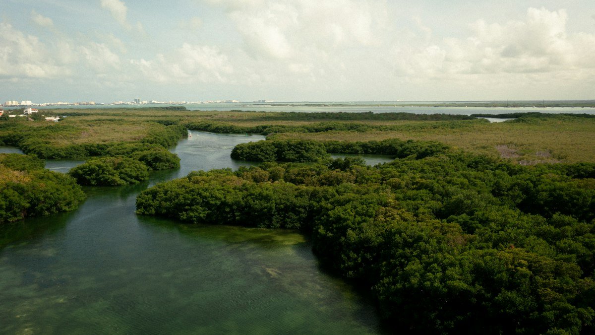 Aerial view of mangroves around a lagoon in Cancún, Quintana Roo