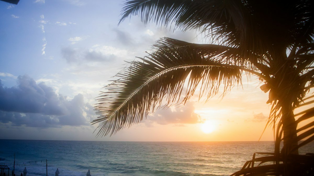Sun setting over the sea in Cancún with a palm tree in the foreground
