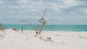 Lone tree on a sandy beach beside the Caribbean at Isla Blanca, north of Cancún, Quintana Roo