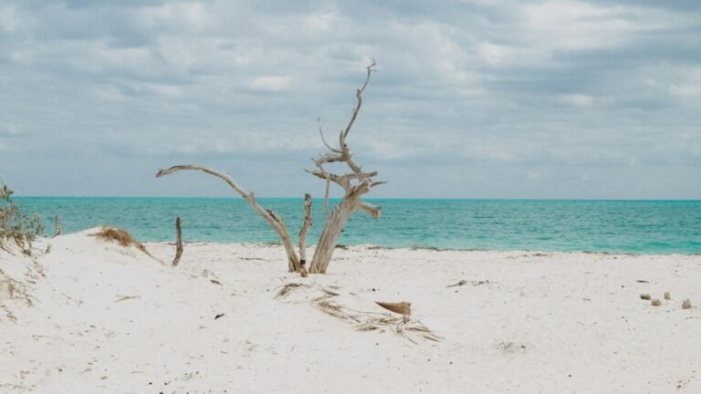 Lone tree on a sandy beach beside the Caribbean at Isla Blanca, north of Cancún, Quintana Roo