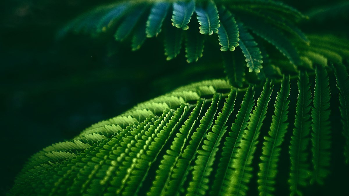 Close-up of tropical palm fronds in the morning light in Playa Mujeres, Quintana Roo