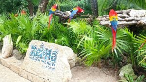 Group of colorful macaws perched on a rock at Xel-Há park, Quintana Roo